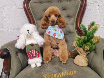 Miniature Golden Irish Doodles