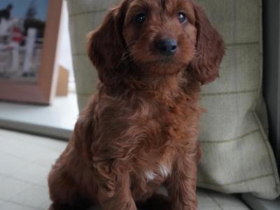 Miniature Golden Irish Doodles
