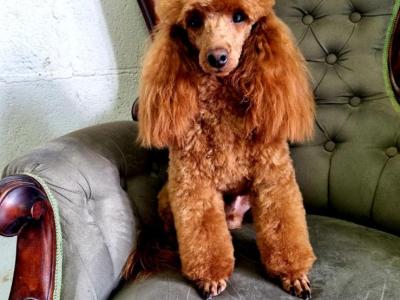 Miniature Golden Irish Doodles
