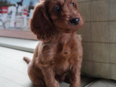 Miniature Golden Irish Doodles