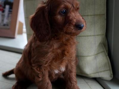 Miniature Golden Irish Doodles