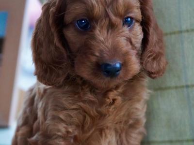 Miniature Golden Irish Doodles