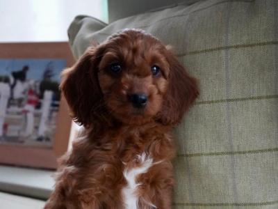 Miniature Golden Irish Doodles