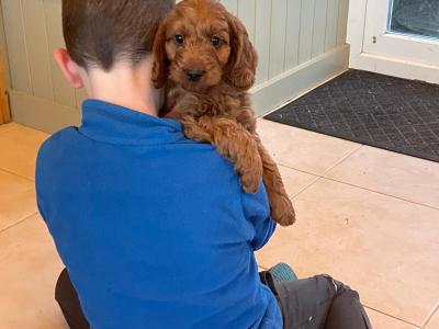 Miniature Golden Irish Doodles