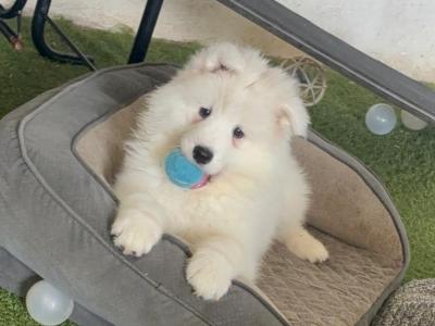 Samoyed -full breed - Pra clear