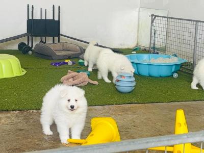 Samoyed -full breed - Pra clear