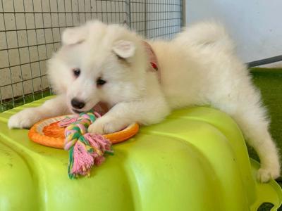Purebred Samoyed puppies Pra clear in Fermanagh