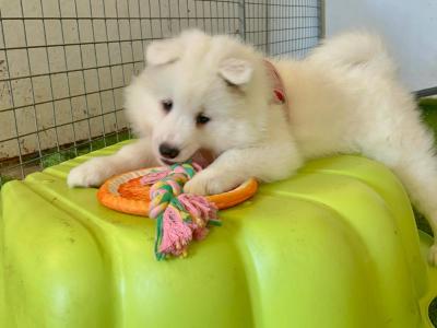 Samoyed -full breed - Pra clear