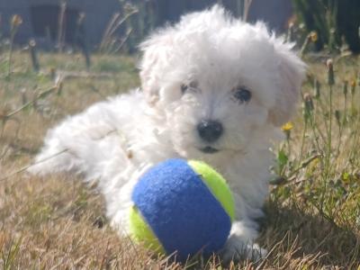Toy Poodle puppies in Wexford