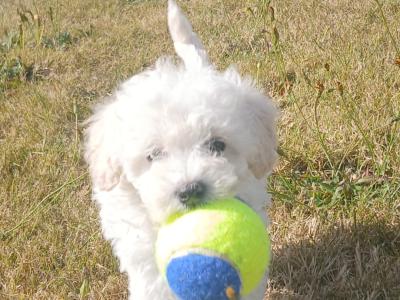 Toy Poodle puppies in Wexford