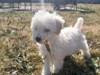 Toy Poodle puppies in Wexford