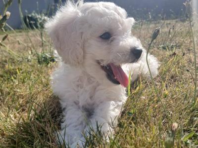 Toy Poodle puppies in Wexford