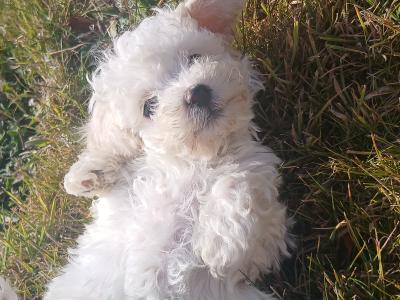 Toy Poodle puppies in Wexford