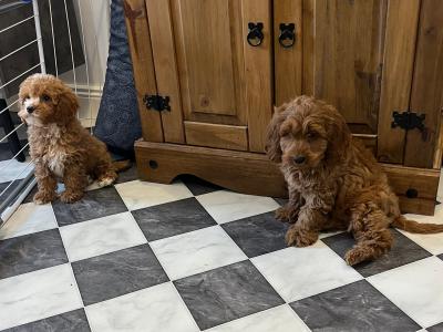 Stunning Cavapoo puppies black and red in colour in Kilkenny 🐶🐶