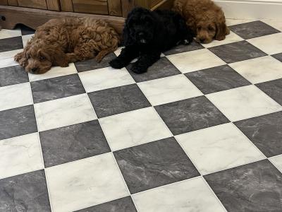 Stunning Cavapoo puppies black and red in colour in Kilkenny 🐶🐶