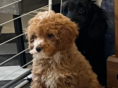 Stunning Cavapoo puppies black and red in colour in Kilkenny 🐶🐶
