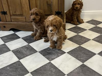 Stunning Cavapoo puppies black and red in colour in Kilkenny 🐶🐶