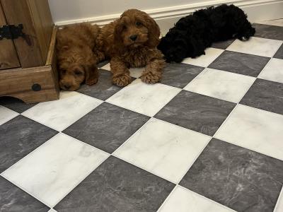 Stunning Cavapoo puppies black and red in colour in Kilkenny 🐶🐶