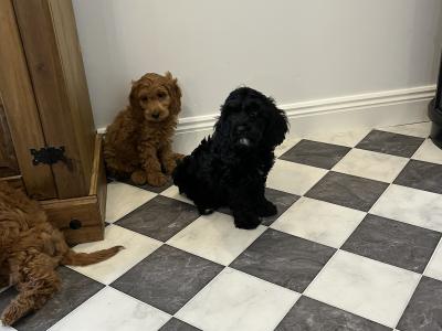 Stunning Cavapoo puppies black and red in colour in Kilkenny 🐶🐶