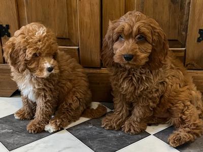 Stunning Cavapoo puppies black and red in colour in Kilkenny 🐶🐶