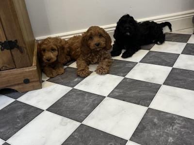 Stunning Cavapoo puppies black and red in colour in Kilkenny 🐶🐶