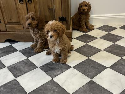 Stunning Cavapoo puppies black and red in colour in Kilkenny 🐶🐶