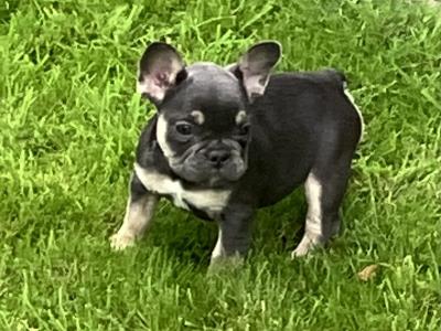 French Bulldog puppies in Donegal