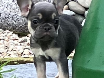 French Bulldog puppies in Donegal
