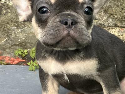 French Bulldog puppies in Donegal