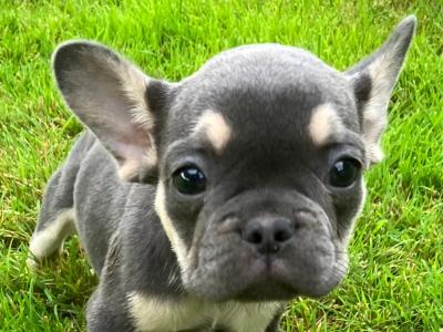 French Bulldog puppies in Donegal