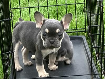 French Bulldog puppies in Donegal