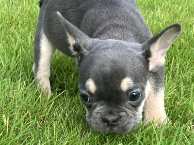 French Bulldog puppies in Donegal