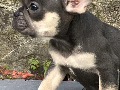French Bulldog puppies in Donegal