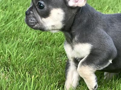 French Bulldog puppies in Donegal