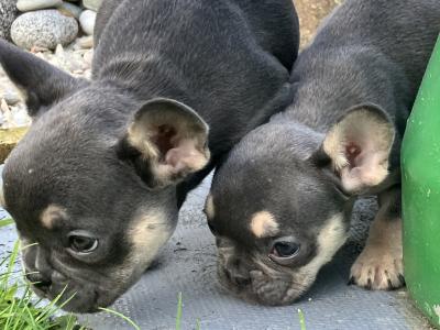 French Bulldog puppies in Donegal