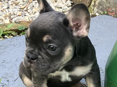French Bulldog puppies in Donegal