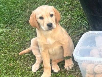 Labrador puppies in Kildare - 10 weeks old.