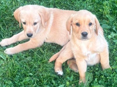 Labrador puppies in Kildare - 10 weeks old.