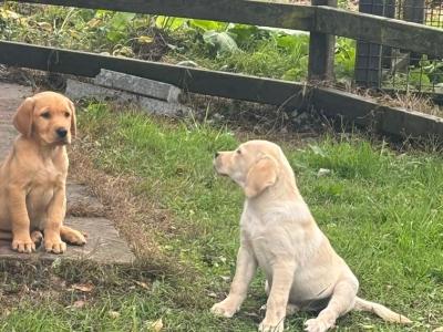Labrador puppies in Kildare - 10 weeks old.