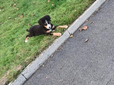Bernese Mountain Dog puppies in Kilkenny