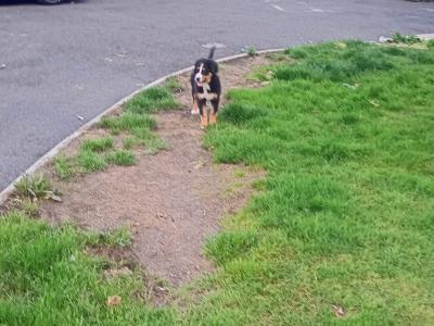 Bernese Mountain Dog puppies in Kilkenny
