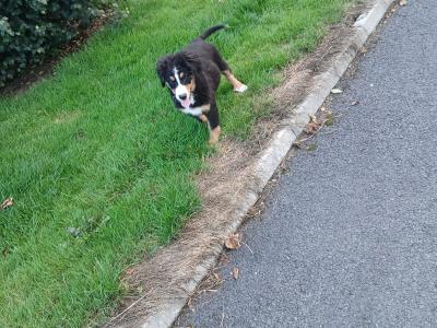 Bernese Mountain Dog puppies in Kilkenny