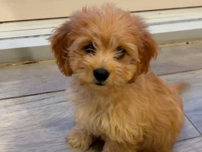 Miniature Cavapoochon puppies (Cavalier King Charles x Poodle x Bichon Frise) in Clare