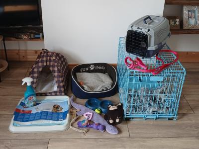 Female Jack Russell puppy + essentials in Tipperary