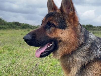Purebred German Shepherd puppies in Clare