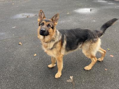 Purebred German Shepherd puppies in Clare