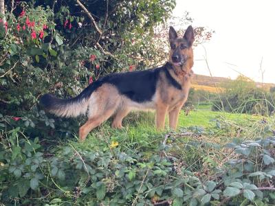Purebred German Shepherd puppies in Clare