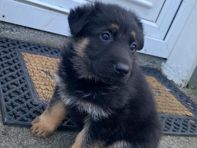 Purebred German Shepherd puppies in Clare