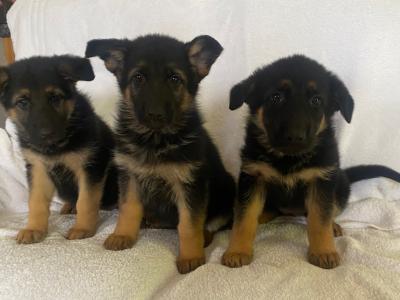 Purebred German Shepherd puppies in Clare