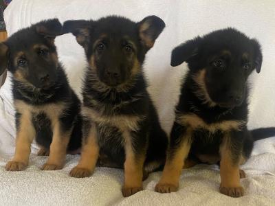 Purebred German Shepherd puppies in Clare